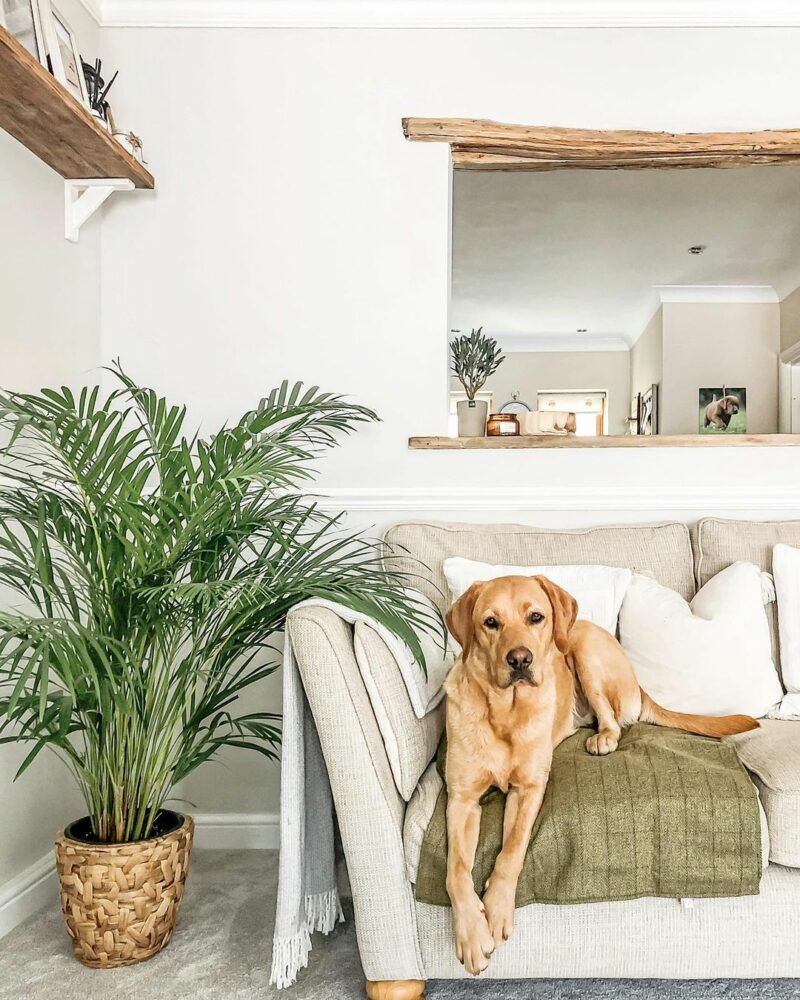 Beige Gainsborough sofa with green throw. Dog on the sofa. Fern plant at the side with wood accents around