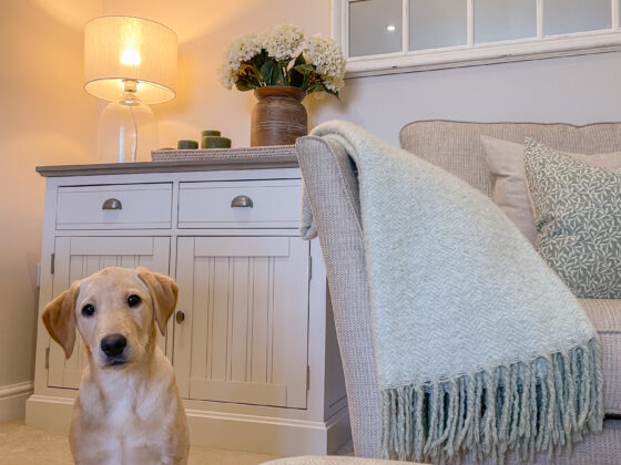 Oak Furnitureland Brompton white painted sideboard in a living room with a cream sofa and a labrador puppy looking at the camera.